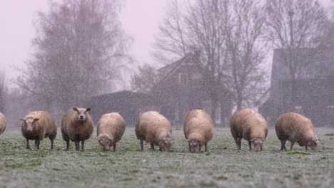 Eine-Schafherde-Steht-Während-Eines-Schneesturms-Schlange-Und-Weidet-Auf-Der-Weide