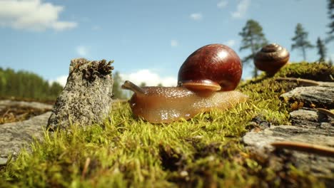 el caracol se arrastra lentamente en un primer plano macro