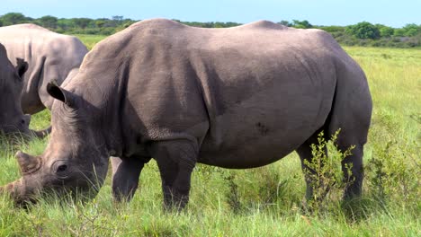 close-up of a white rhino feeding in botswana