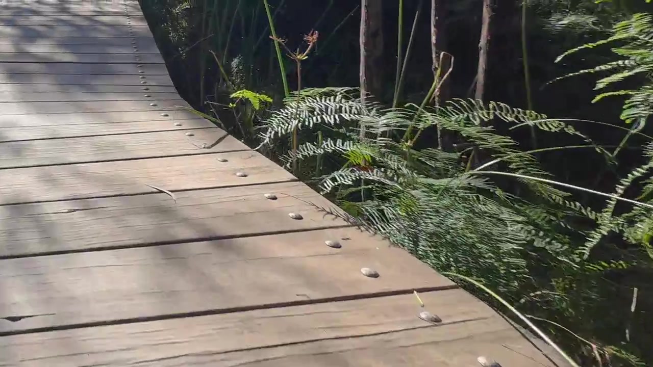 Carrellata dal basso lungo un sentiero escursionistico in legno a Wentworth Falls, Australia