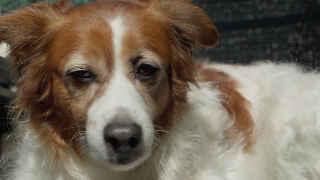 Close-up of a relaxed spaniel mix dog enjoying warm sunlight with eyes closed. Peaceful pet moment capturing calm, comfort, and happiness in a natural outdoor setting