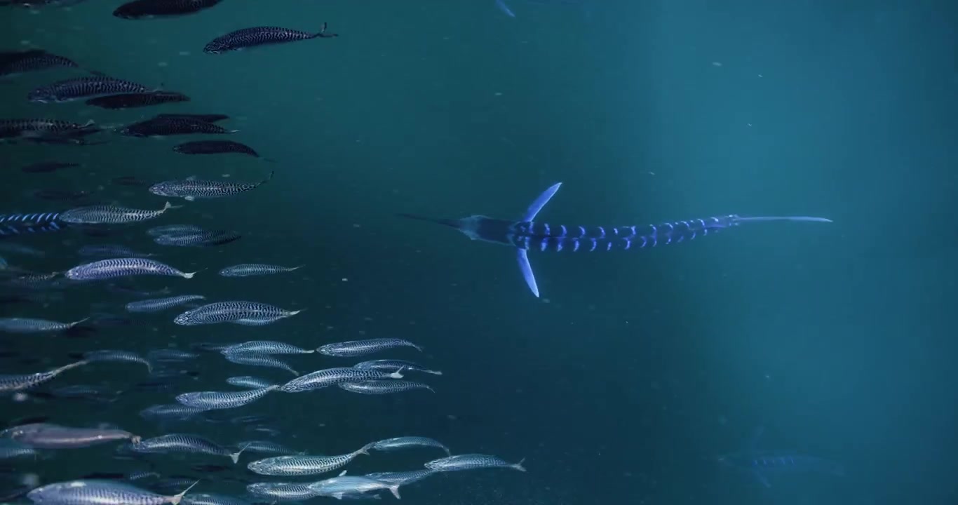 A striped marlin swims through a shimmering school of silvery baitfish in clear turquoise ocean water, captured in a close underwater view.