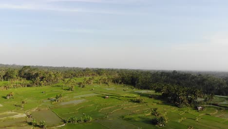 Drone-shot-of-a-rice-field-in-the-morning-in-Bali,-Indonesia