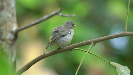 a-female-orange-bellied-flowerpecker-bird-is-perched-on-a-tree-branch