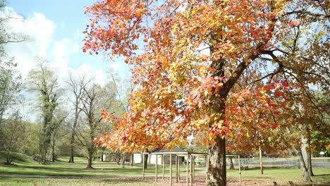 bottom half of a beautiful red and yellow autumn fall tree at a park