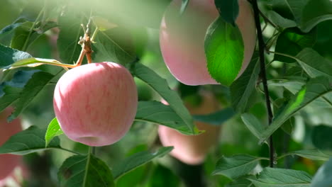 fresh apple garden