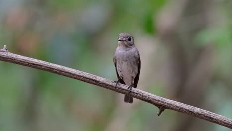 Der-Asiatische-Braunschnäpper-Ist-Ein-Kleiner-Sperlingsvogel,-Der-In-Japan,-Im-Himalaya-Und-In-Sibirien-Brütet