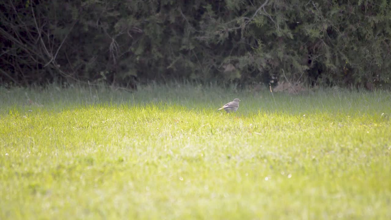 태양은 작은 찌르레기 새가 음식을 찾아 뛰어다니며 푸른 잔디에 빛난다