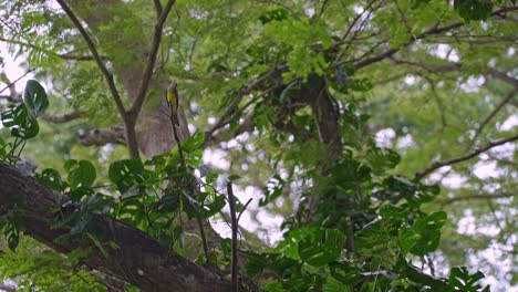 tyrannus melancholicus sitting on a tree