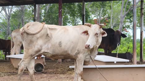 white cow in a farm enclosure