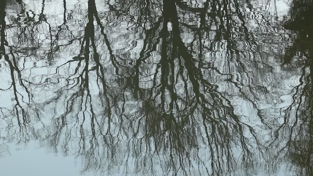 Trees mirrored on rippled water surface