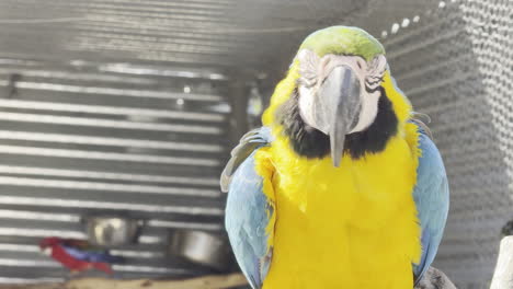 close-up of a blue and yellow macaw with vivid feathers and intense gaze