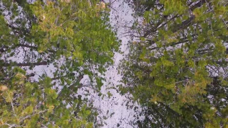 Runners-running-in-a-forest-in-winter-drone-shot