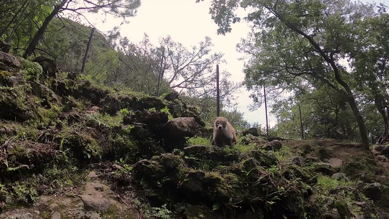 Encuentro cara a cara con un coatí en el Cerro del Tepozteco, Tepoztlán, México