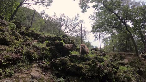 Face-to-Face-Encounter-with-a-Coati-on-Tepozteco's-Hill,-Tepoztlan,-Mexico