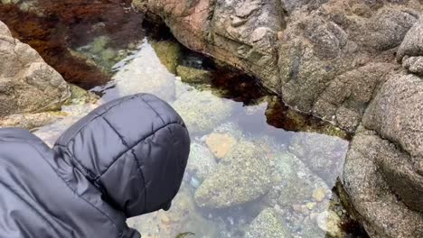 tide pool explorations