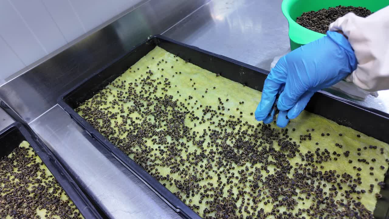 Green growth inside an eco-conscious indoor farm