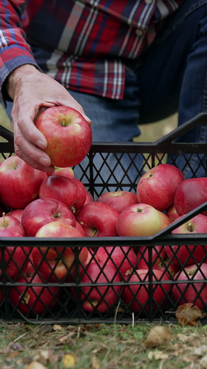 Unrecognized male putting ripe red from the pile to the box. Sorting out the fruit after harvesting. Vertical video