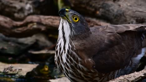 the crested goshawk is one of the most common birds of prey in asia and belonging to the same family of eagles, harriers