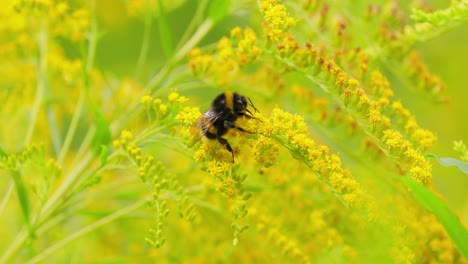 Shaggy-Bumblebee-pollinating-and-collects-nectar-from-the-yellow-flower-of-the-plant