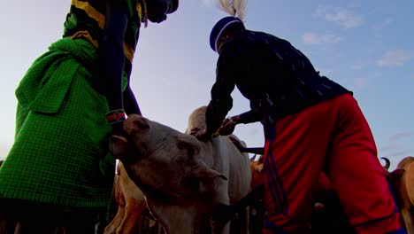tribal vet giving an injection to a cow in karamoja, uganda - close up