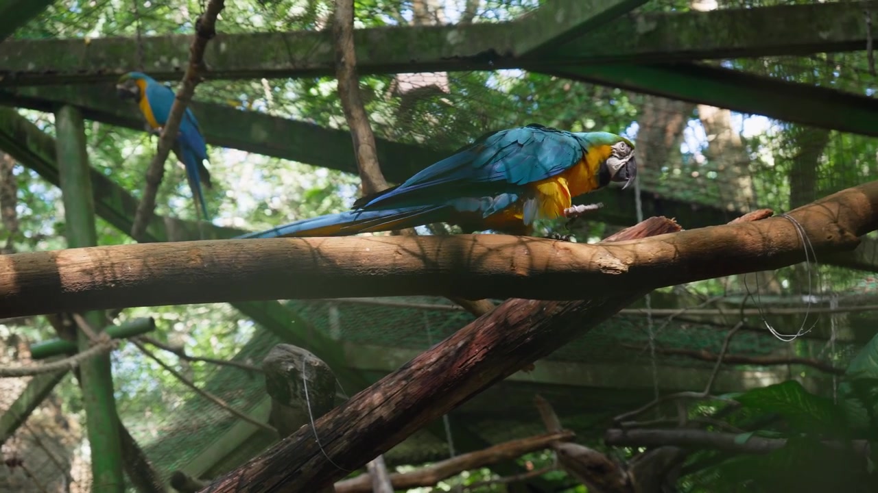 Parrots walking on wooden cages, cockatoo