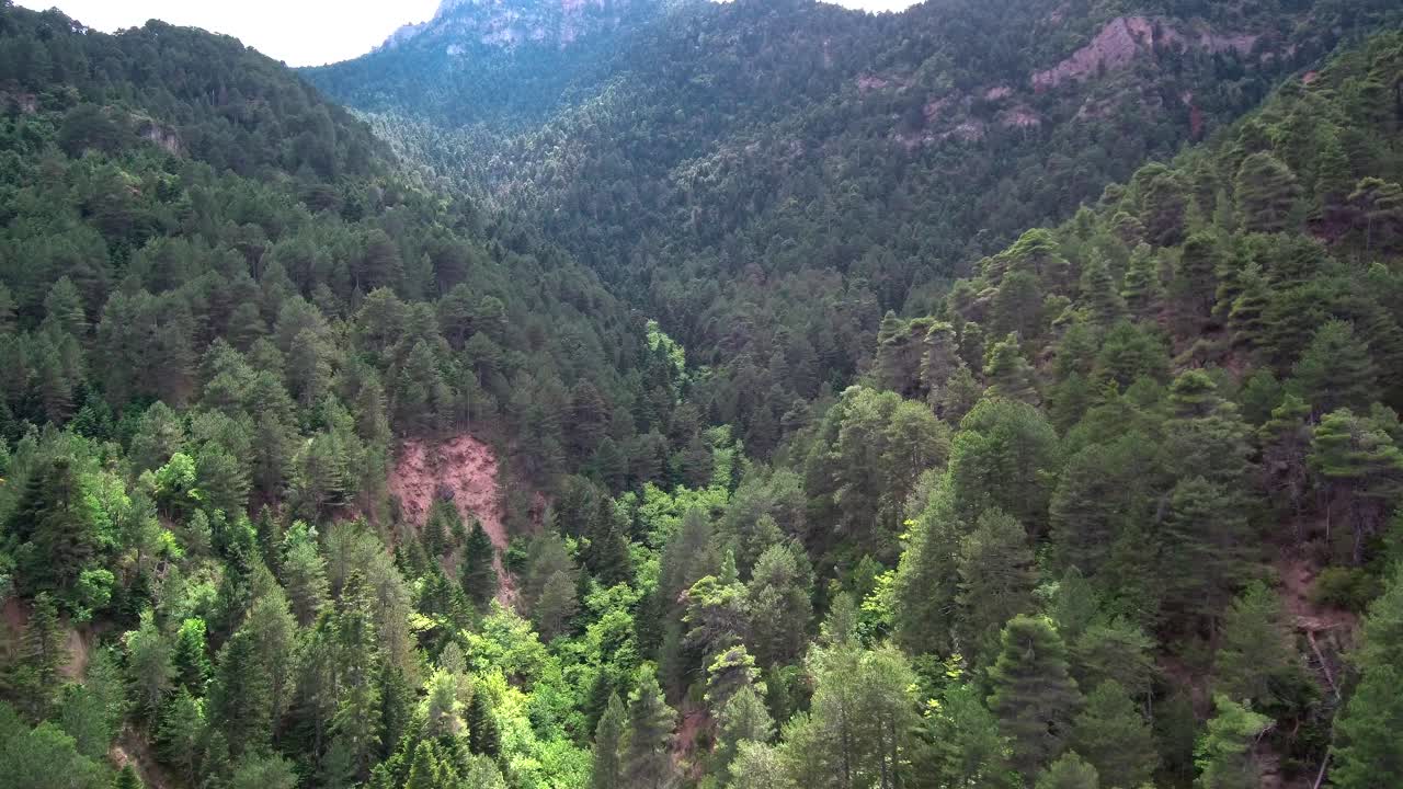 toma lenta de un dron de un valle con pinos verdes