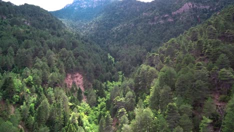 slow leading drone shot of a valley with green pine trees