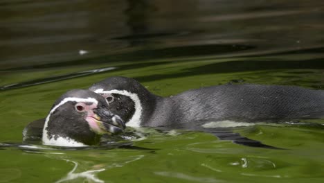 couple of african penguins gracefully swimming in murky waters