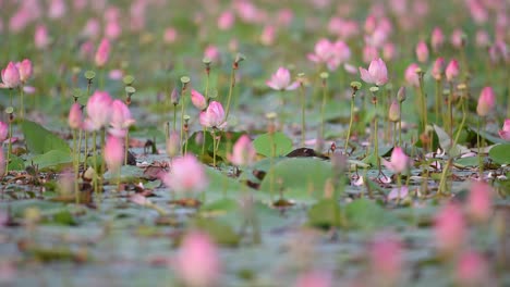 Herde-Von-Teichhühnern,-Die-Sich-Im-Lotusteich-Ernähren