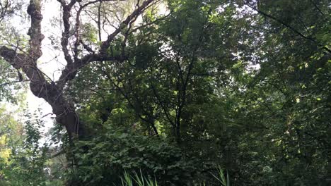 Lush green trees, natural light, pan, low-angle