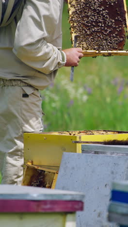 professional apiarist examining bees on frame in apiary. bee master in protective clothes looking after bees. apiarist checking honey on a bee frame in summer. vertical video