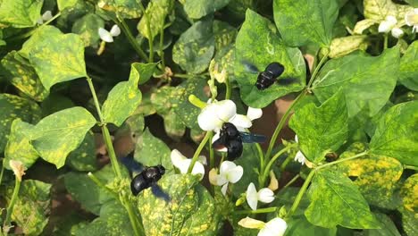 beautiful bumblebees playing with white flowers and fighting for flower juice