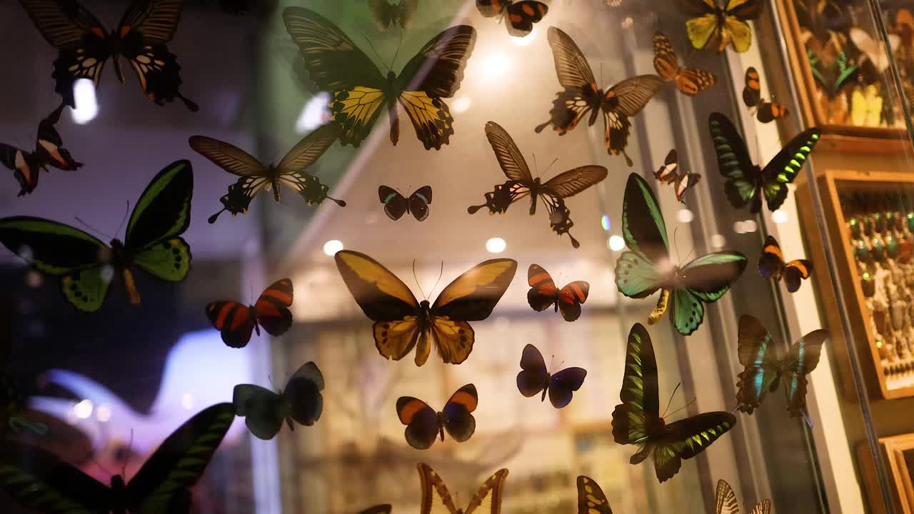 Varie farfalle esposte in una mostra museale