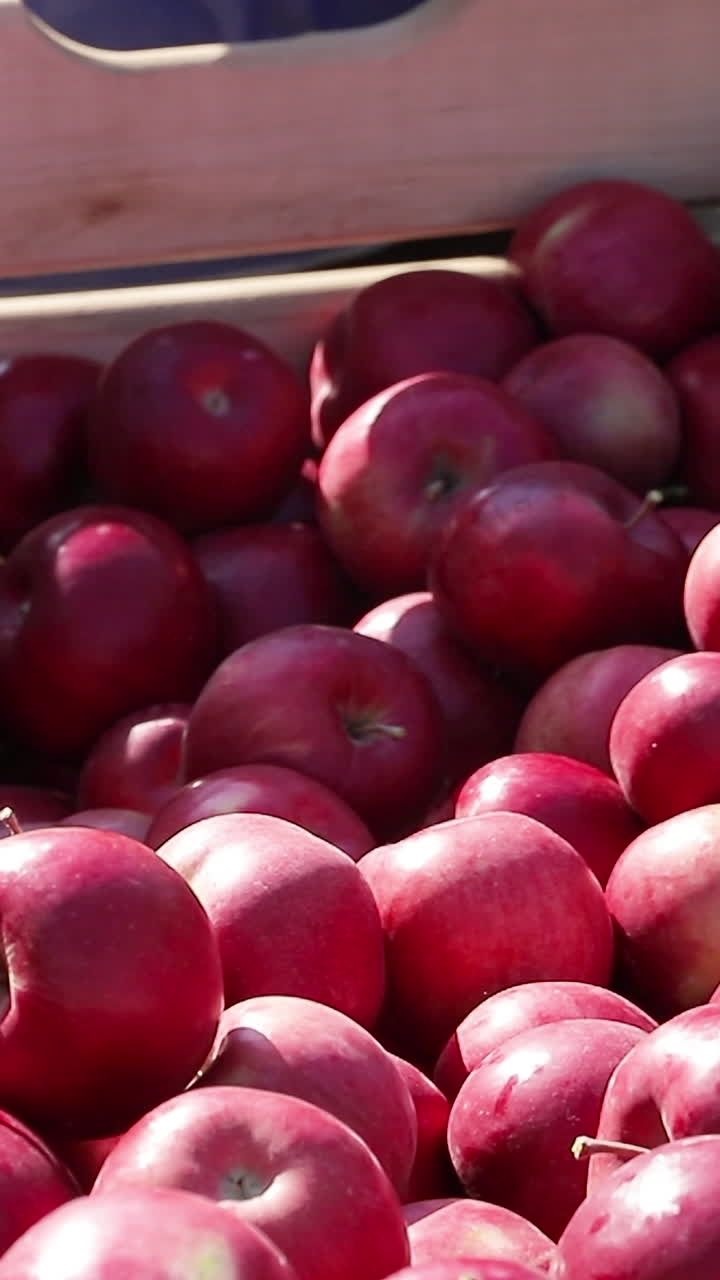 Cart full of apples after picking, workers sorting apples in farm. Juicy red apples, close up Vertical video