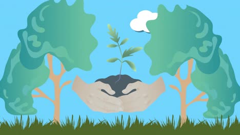 animation of hands cradling seedling in earth, between trees on blue sky background