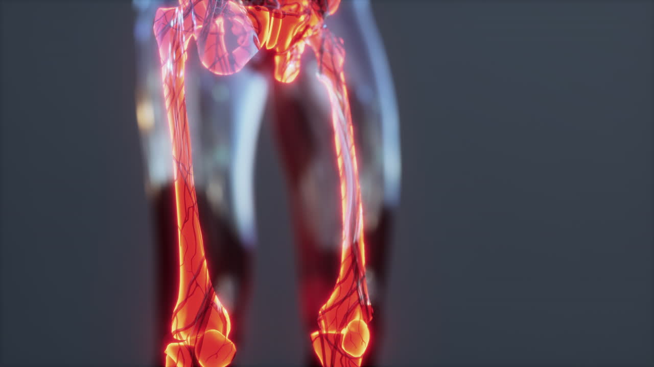 인간의 관절 개념과 신체의 골격 해부학