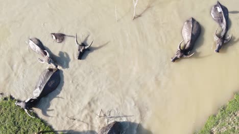 Buffalos-refresh-by-taking-a-swim-inside-muddy-brown-water-in-Bangladesh,-top-down-aerial