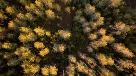 Aerial-shot-of-Uinta-National-Forest-in-Utah-at-sunrise