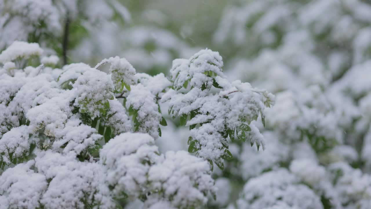 nieve en hojas verdes de primavera. la no punibilidad del clima y el cambio climático en el planeta tierra.