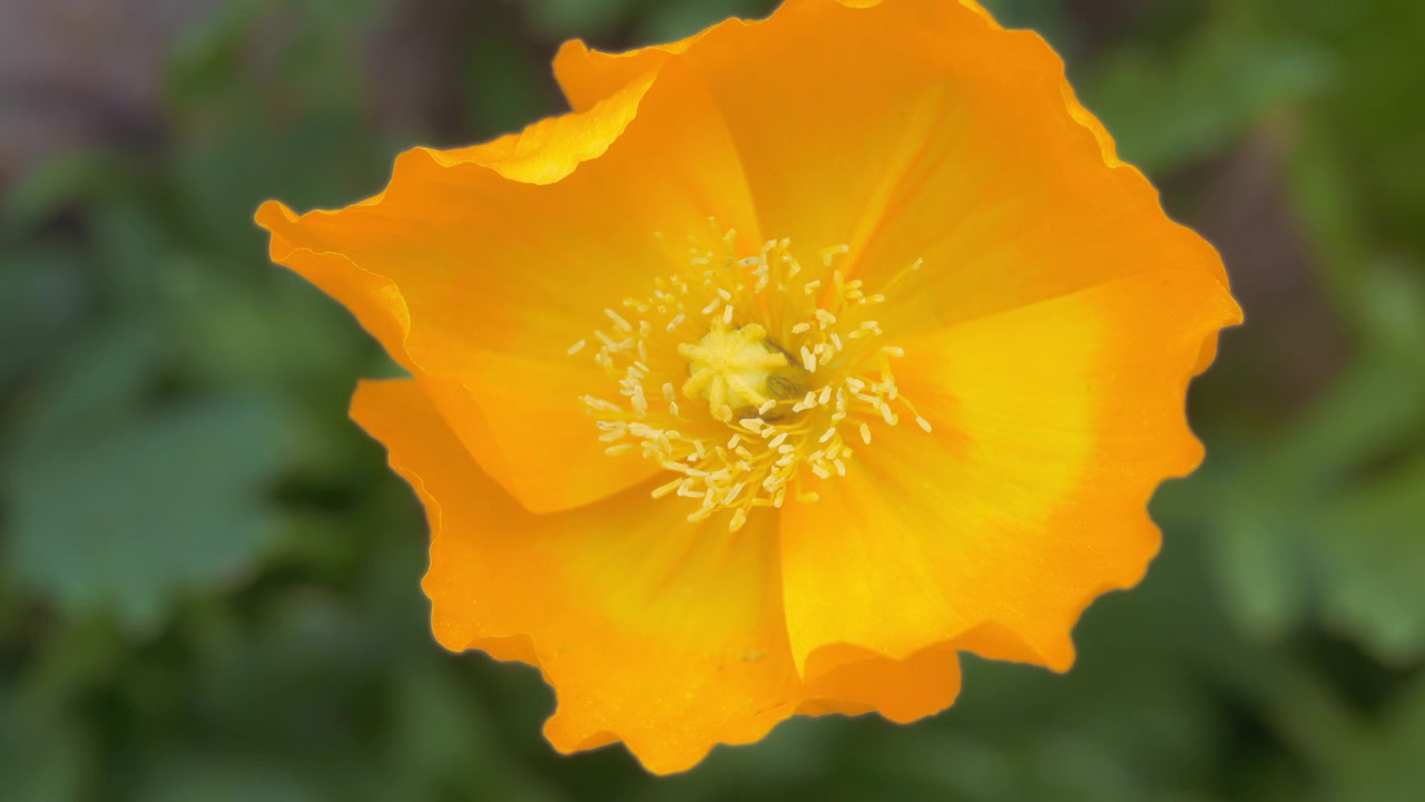 Nærbillede af gul valmueblomst, der blomstrer i haven
