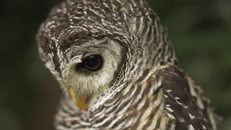 close-up of a beautiful chaco owl slowly looking up with its big round eyes