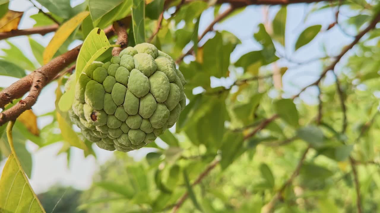 Close-up of a custard apple hanging from a branch, surrounded by softly lit green leaves, gentle sunlight highlighting its textured surface and natural details