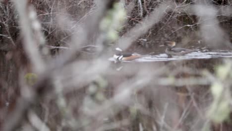 A-male-and-female-Hooded-Merganser-swimming