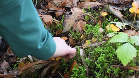 Frau,-Die-Sehr-Leckere-Pilzpfifferlinge-Im-Wald-Aufhebt