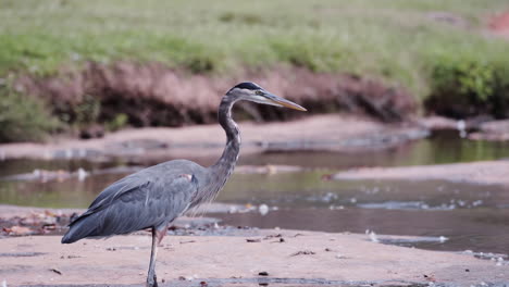 grey heron in a stream at a city park