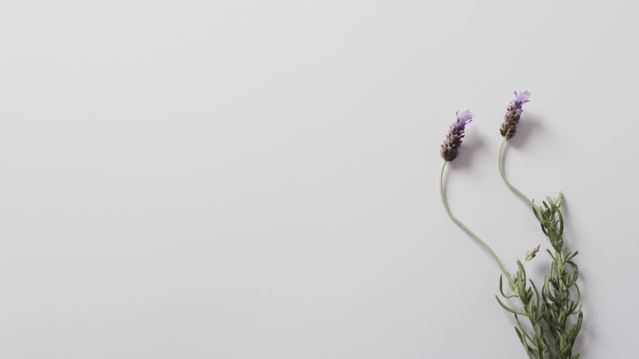 Video di fiori e foglie di lavanda con spazio per il testo su sfondo bianco