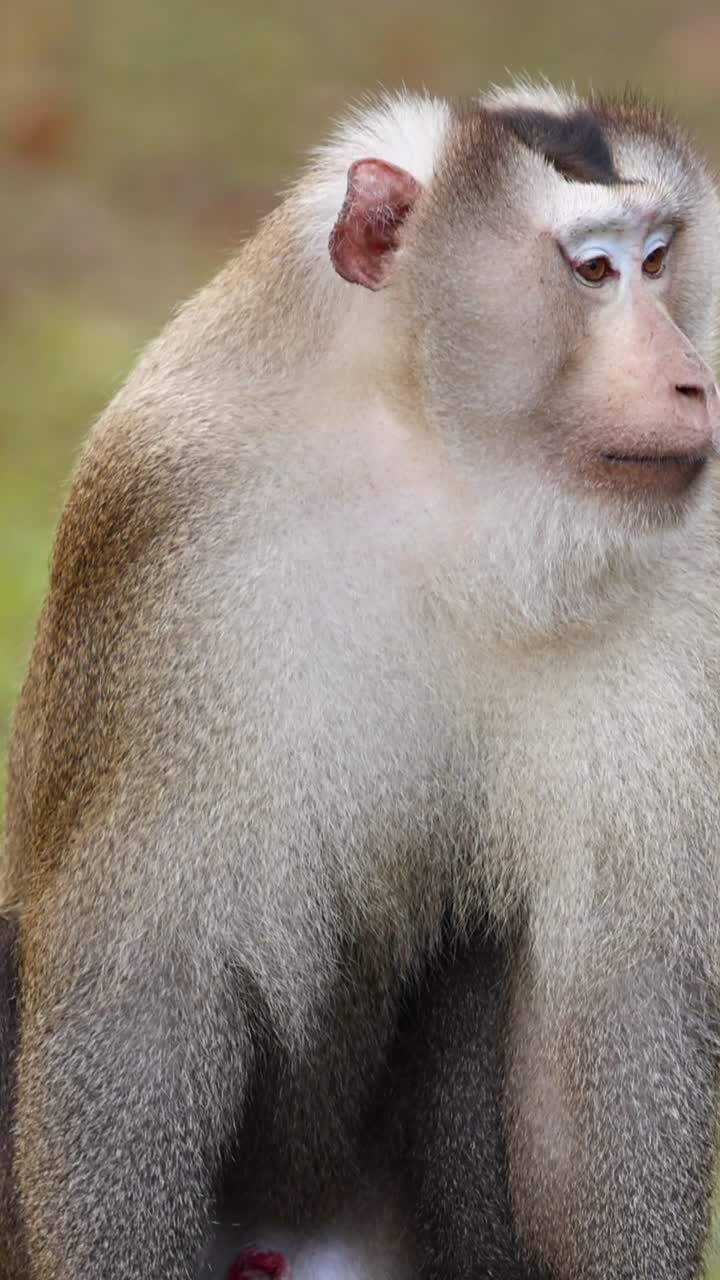 Macaque sits and looks around attentively