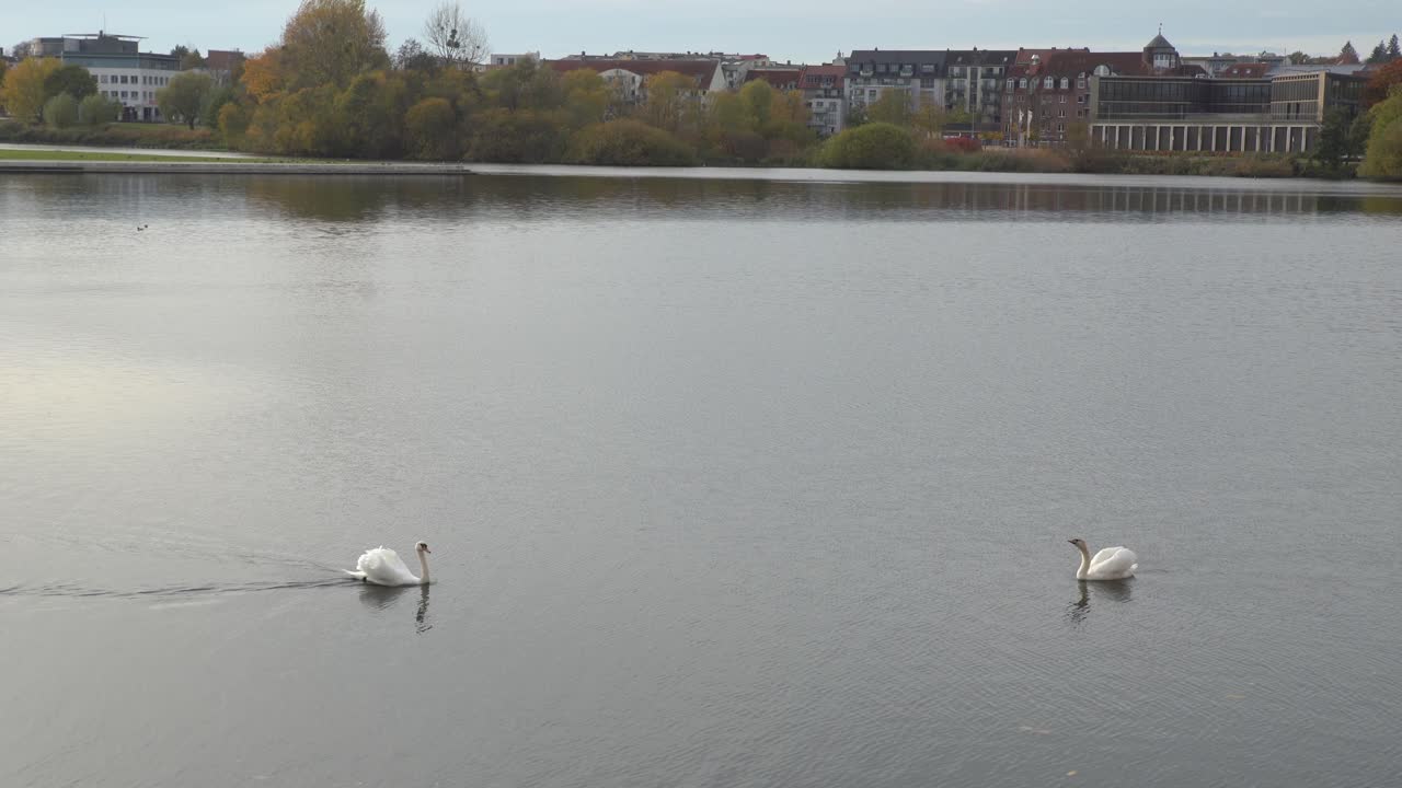 Two white swans against a background of Schwerin skyline