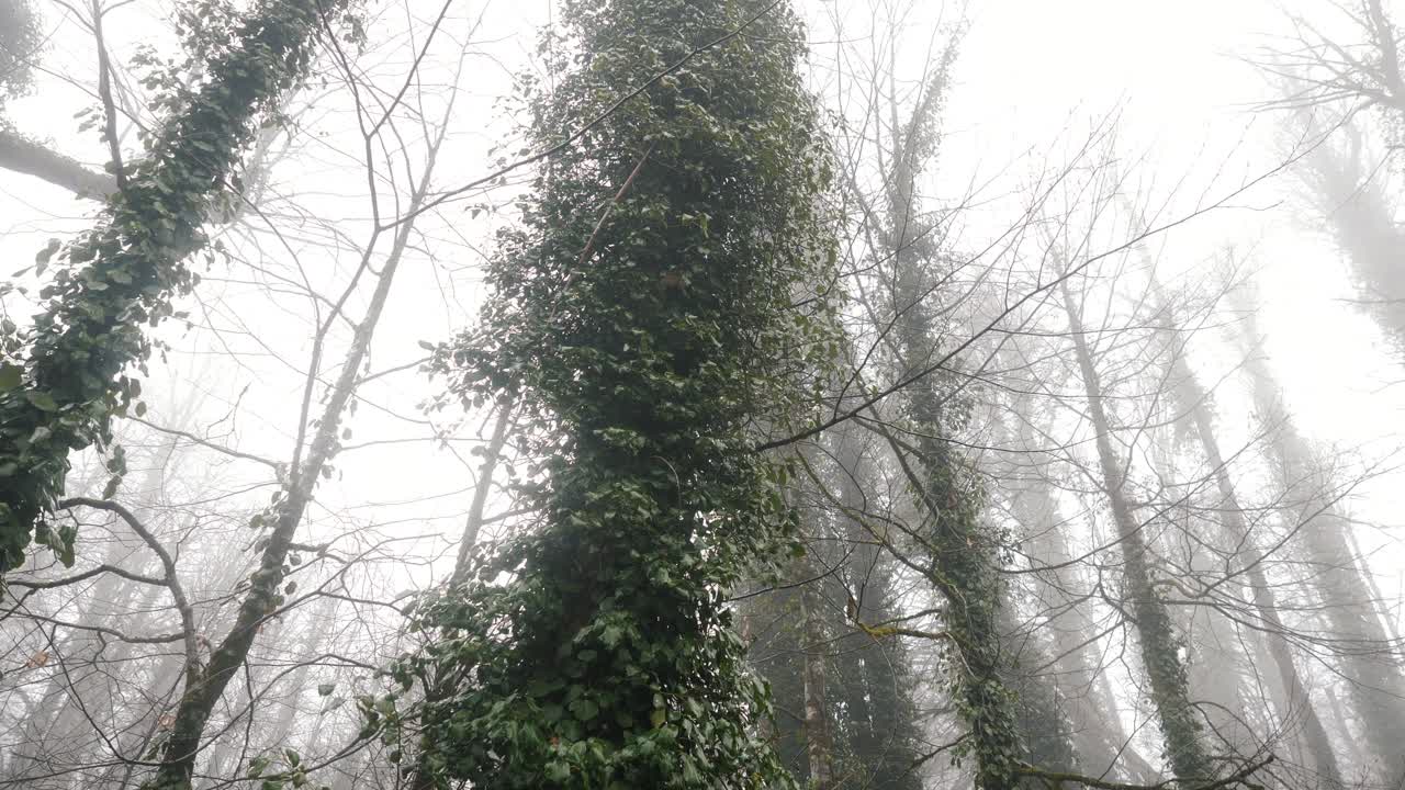 이비 가 인 나무 들 이 있는 안개 숲